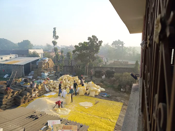 Paddy Drying & Sorting Yard
